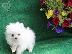 PoulaTo: Πώληση Pomeranian σκύλοι και κουτάβια